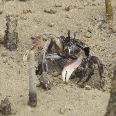 Heloecius cordiformis at Surfside, NSW - 27 Dec 2021 by HelenCross