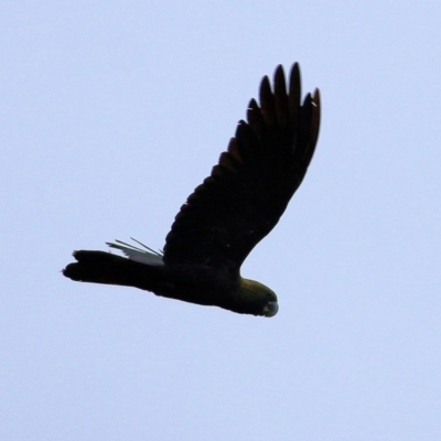 Calyptorhynchus lathami lathami (Glossy Black-Cockatoo) at Bournda, NSW - 26 Dec 2021 by KylieWaldon