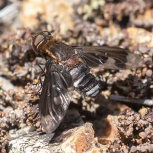 Villa sp. (genus) at Coree, ACT - 29 Dec 2021