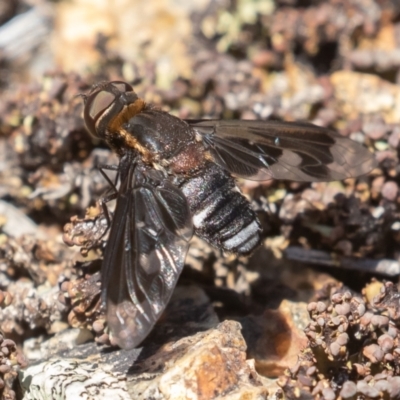 Villa sp. (genus) (Unidentified Villa bee fly) at Coree, ACT - 29 Dec 2021 by rawshorty