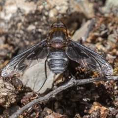 Villa sp. (genus) at Coree, ACT - 29 Dec 2021