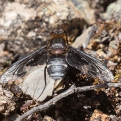 Villa sp. (genus) at Coree, ACT - 29 Dec 2021