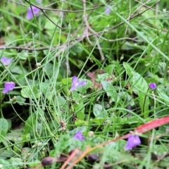 Viola sp. (Violet) at Bournda, NSW - 26 Dec 2021 by KylieWaldon