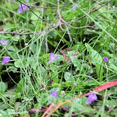 Viola sp. (Violet) at Bournda, NSW - 26 Dec 2021 by KylieWaldon