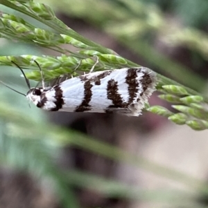 Philobota impletella Group at Cotter River, ACT - 28 Dec 2021