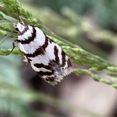 Philobota impletella Group at Cotter River, ACT - 28 Dec 2021