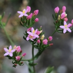 Centaurium sp. (Centaury) at Bournda, NSW - 26 Dec 2021 by KylieWaldon