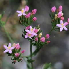 Centaurium sp. (Centaury) at Bournda, NSW - 25 Dec 2021 by KylieWaldon