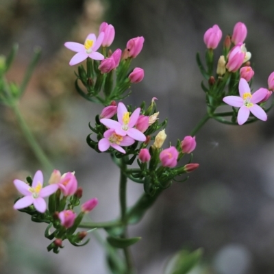 Centaurium sp. (Centaury) at Bournda, NSW - 26 Dec 2021 by KylieWaldon