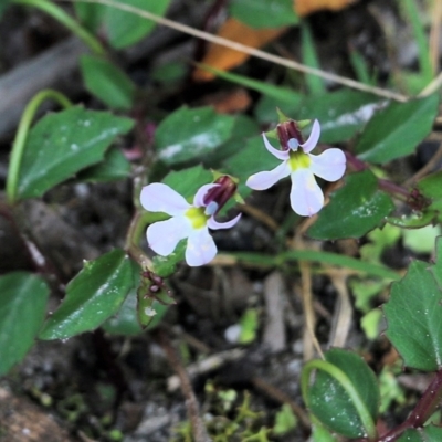 Lobelia purpurascens (White Root) at Bournda, NSW - 26 Dec 2021 by KylieWaldon