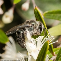 Leioproctus sp. (genus) (Plaster bee) at Acton, ACT - 28 Dec 2021 by Roger