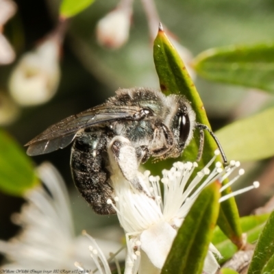 Leioproctus sp. (genus) (Plaster bee) at ANBG - 28 Dec 2021 by Roger
