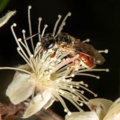 Lasioglossum (Homalictus) punctatus (A halictid bee) at ANBG - 28 Dec 2021 by Roger
