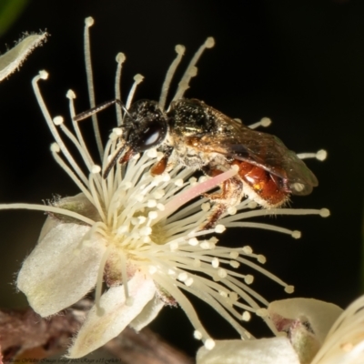Lasioglossum (Homalictus) punctatus (A halictid bee) at ANBG - 28 Dec 2021 by Roger