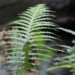 Blechnum cartilagineum (Gristle Fern) at Bournda, NSW - 26 Dec 2021 by KylieWaldon