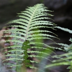 Blechnum cartilagineum (Gristle Fern) at Bournda, NSW - 25 Dec 2021 by KylieWaldon