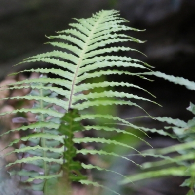 Blechnum cartilagineum (Gristle Fern) at Bournda, NSW - 25 Dec 2021 by KylieWaldon