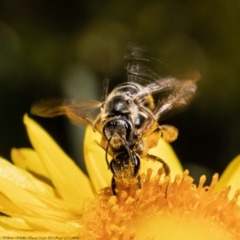 Lasioglossum (Chilalictus) sp. (genus & subgenus) (Halictid bee) at ANBG - 29 Dec 2021 by Roger