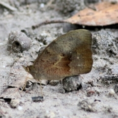 Heteronympha merope (Common Brown Butterfly) at Bournda, NSW - 25 Dec 2021 by KylieWaldon