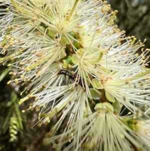 Eleale pulchra at Murrumbateman, NSW - 29 Dec 2021