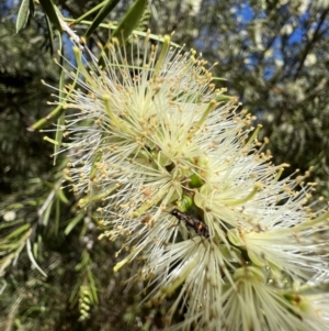 Eleale pulchra at Murrumbateman, NSW - 29 Dec 2021