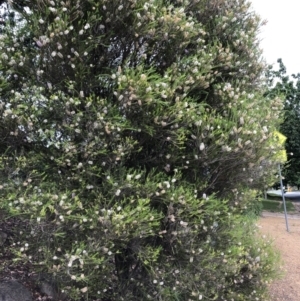 Melaleuca armillaris at Hughes, ACT - 27 Dec 2021