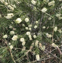 Melaleuca armillaris at Hughes, ACT - 27 Dec 2021