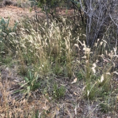 Rytidosperma (genus) (Wallaby Grass) at Hughes, ACT - 27 Dec 2021 by ruthkerruish