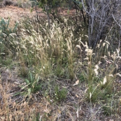 Rytidosperma sp. (Wallaby Grass) at Hughes, ACT - 27 Dec 2021 by ruthkerruish