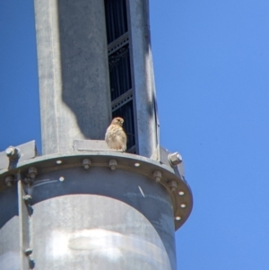 Falco cenchroides at Gundagai, NSW - 29 Dec 2021