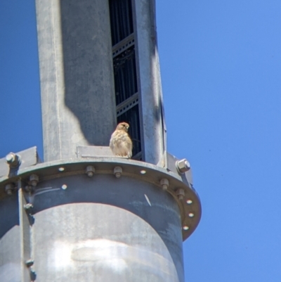 Falco cenchroides (Nankeen Kestrel) at Gundagai, NSW - 29 Dec 2021 by Darcy