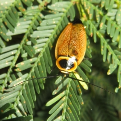 Ellipsidion australe (Austral Ellipsidion cockroach) at Lake George, NSW - 24 Dec 2021 by Christine