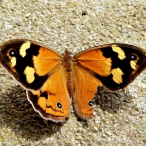 Heteronympha merope at Crooked Corner, NSW - 28 Dec 2021