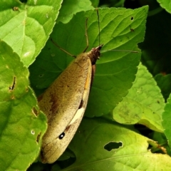 Heteronympha merope at Crooked Corner, NSW - 28 Dec 2021