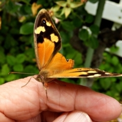 Heteronympha merope at Crooked Corner, NSW - 28 Dec 2021