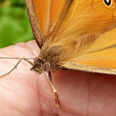 Heteronympha merope at Crooked Corner, NSW - 28 Dec 2021