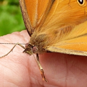 Heteronympha merope at Crooked Corner, NSW - 28 Dec 2021