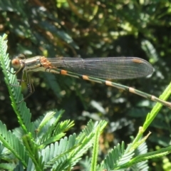 Austrolestes leda (Wandering Ringtail) at Lake George, NSW - 24 Dec 2021 by Christine