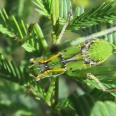 Caedicia simplex (Common Garden Katydid) at Lake George, NSW - 24 Dec 2021 by Christine