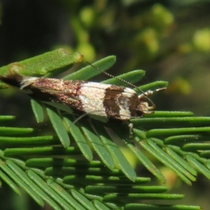 Macrobathra desmotoma at Lake George, NSW - 24 Dec 2021 01:35 PM