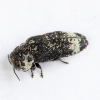 Hypocisseis suturalis (Cherry Ballart Jewel Beetle) at Bruce, ACT - 24 Dec 2021 by AlisonMilton