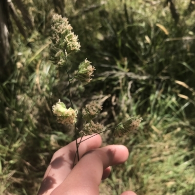 Dactylis glomerata (Cocksfoot) at Rhyll, VIC - 16 Dec 2021 by Tapirlord