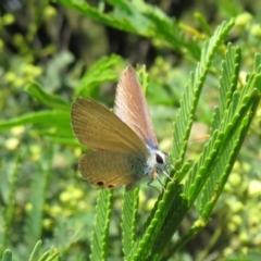 Nacaduba biocellata (Two-spotted Line-Blue) at Lake George, NSW - 24 Dec 2021 by Christine