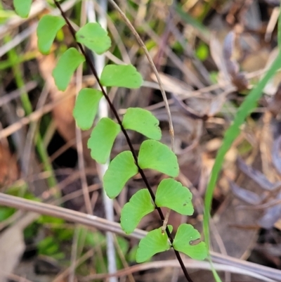 Lindsaea linearis (Screw Fern) at Kings Point, NSW - 29 Dec 2021 by trevorpreston