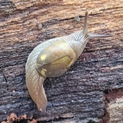 Helicarion cuvieri (A Semi-slug) at Kings Point, NSW - 29 Dec 2021 by tpreston