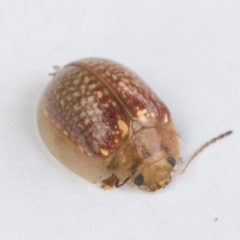 Paropsisterna decolorata (A Eucalyptus leaf beetle) at Hawker, ACT - 23 Dec 2021 by AlisonMilton