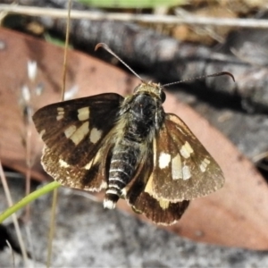 Trapezites eliena at Brindabella, NSW - 29 Dec 2021 03:15 PM