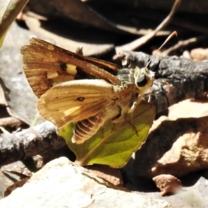 Trapezites eliena at Brindabella, NSW - 29 Dec 2021 03:15 PM