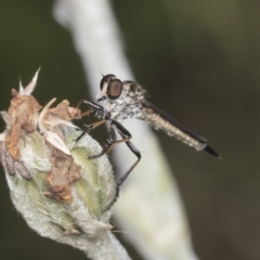 Cerdistus sp. (genus) (Slender Robber Fly) at Higgins, ACT - 27 Dec 2021 by AlisonMilton