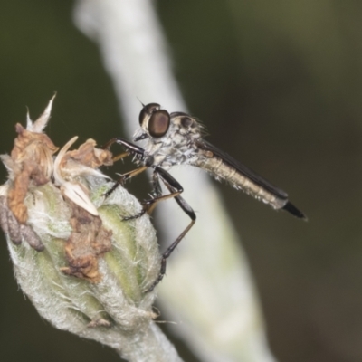 Cerdistus sp. (genus) (Yellow Slender Robber Fly) at Higgins, ACT - 27 Dec 2021 by AlisonMilton
